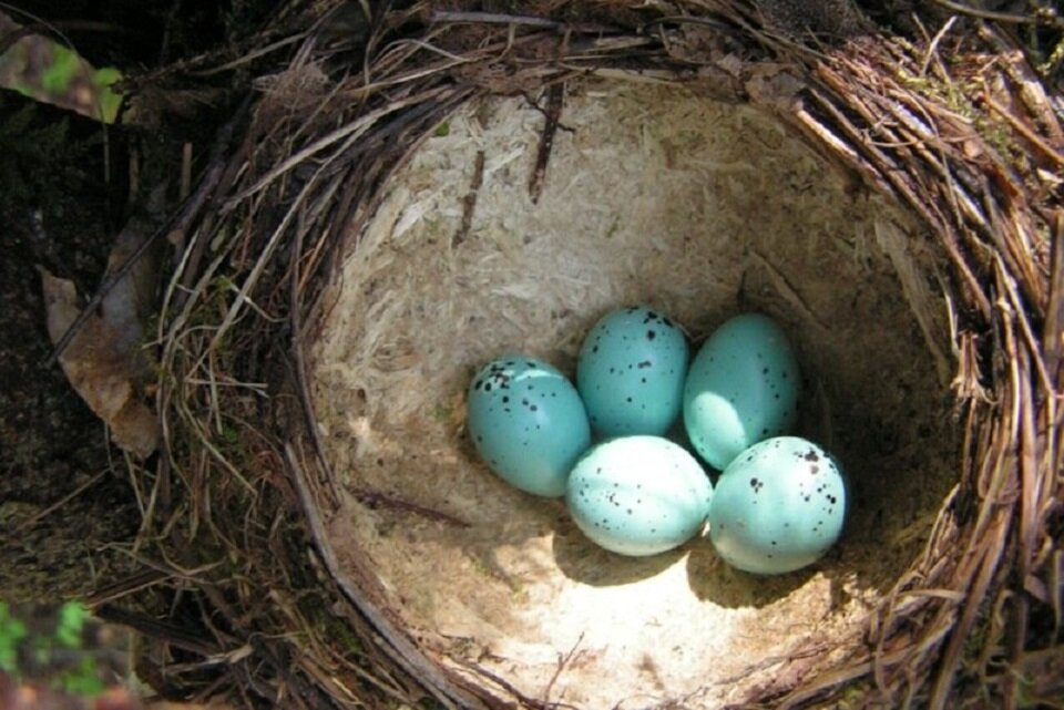Почему у некоторых птиц голубые яйца, и какого цвета птенцы вылупляются из  таких яиц | Ваша Планета | Дзен