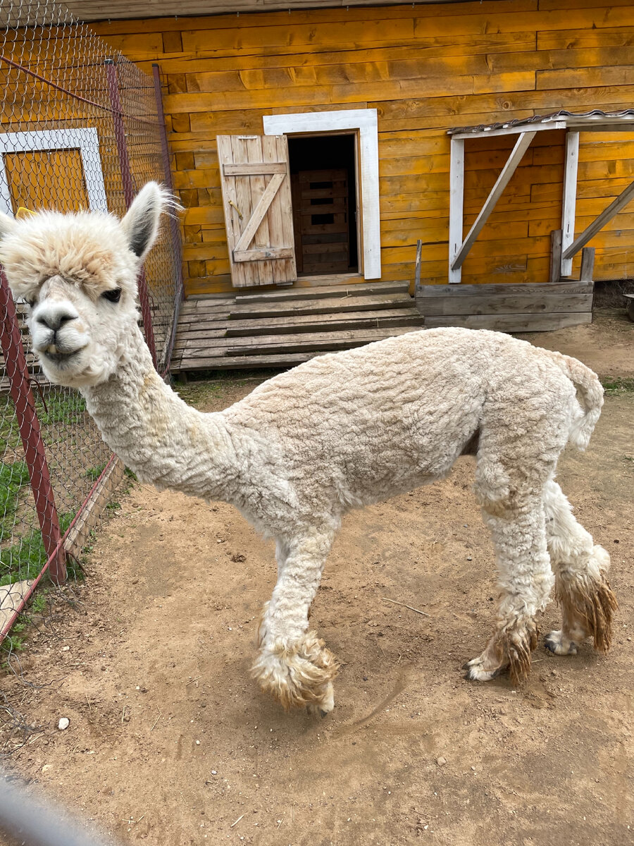Первая меня встретила лама)