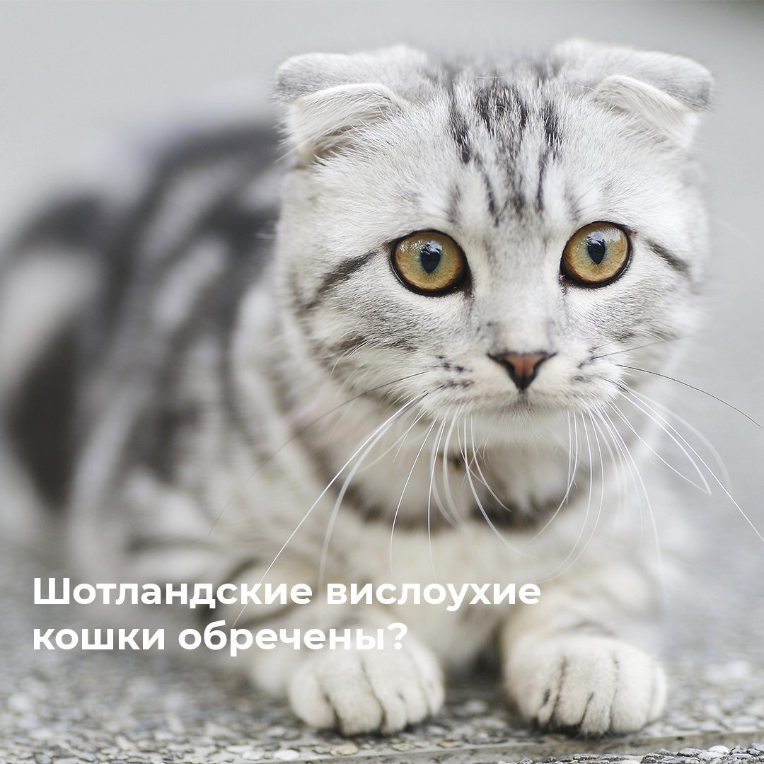 Восстановление и опека