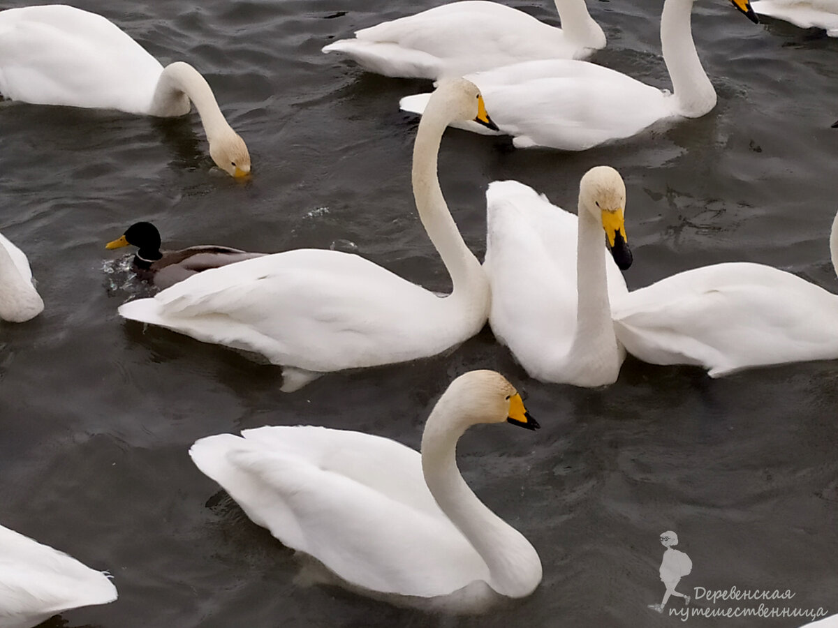 Лебеди в заказнике людей не боятся, подпускают к себе совсем близко. Фото автора.
