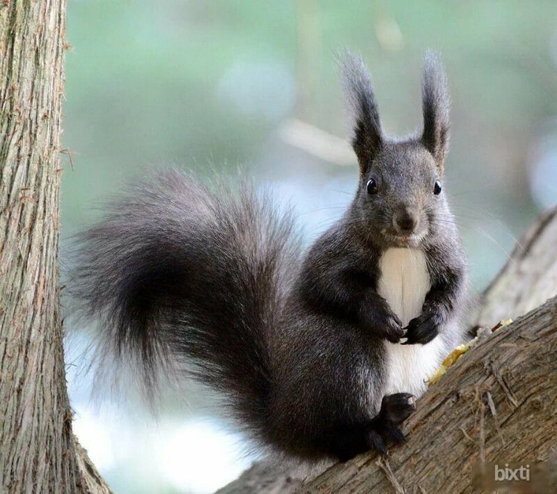 Белки вовсе не такие милашки, какими кажутся на первый взгляд 