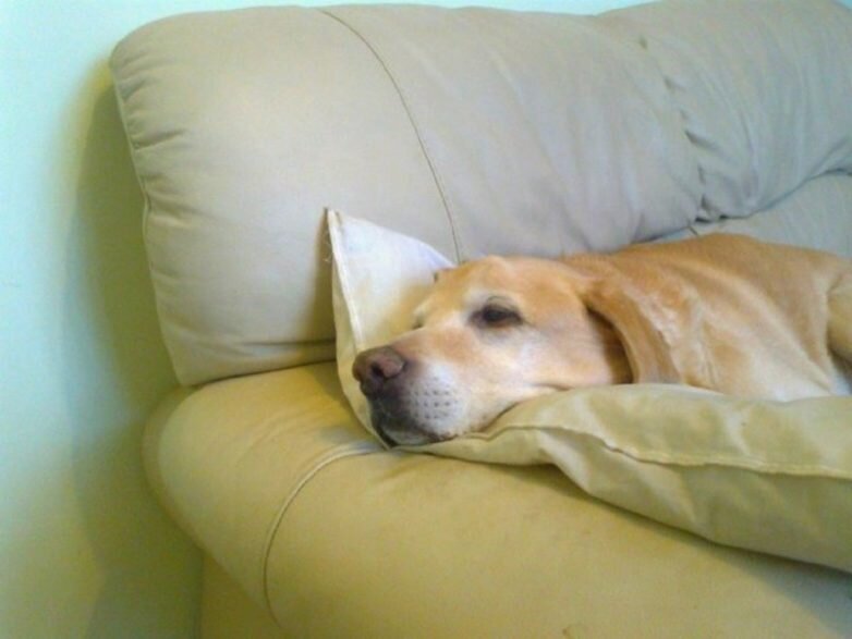 «Я всю дорогу пела ей»