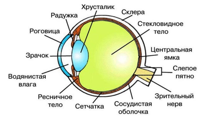 Внутреннее строение глаза