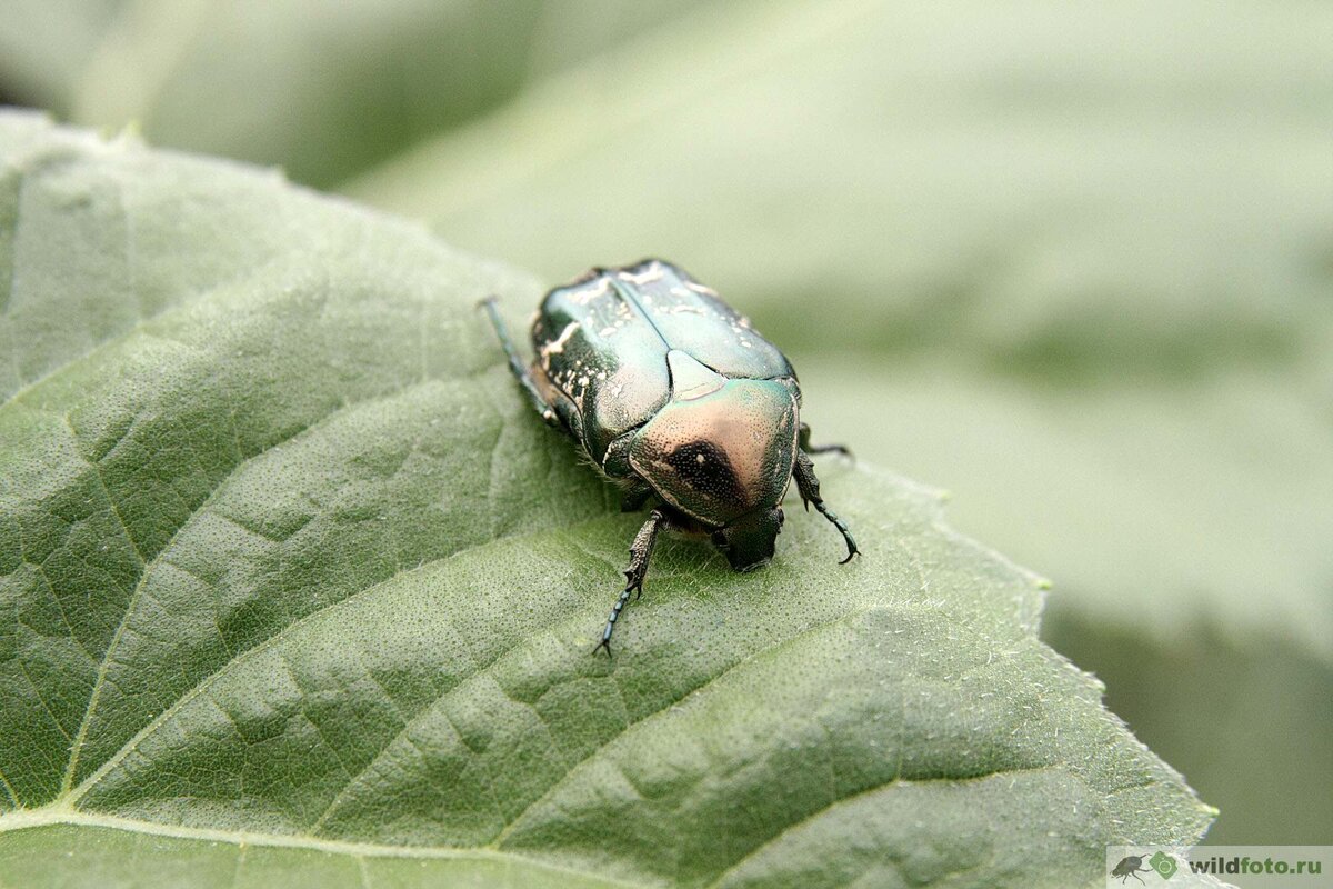 Бронзовка золотистая или бронзовка обыкновенная (Cetonia aurata). Снято в Краснодаре