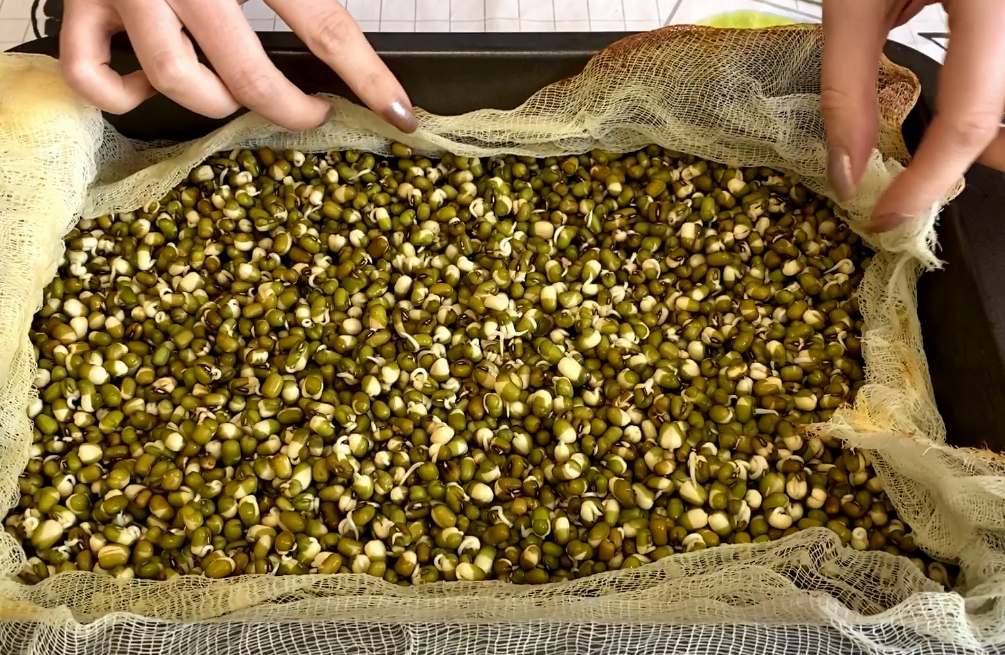 как правильно проращивать маш для еды. маш рецепты. как правильно прорастить маш для салата. фасоль маш пророщенная. проросший маш.