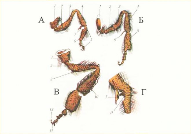 Строение лапок. Строение лапки пчелы. Строение конечности пчелы. Конечности медоносной пчелы. Строение ноги пчелы.