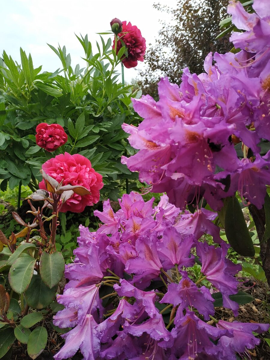 В ОДНО ВРЕМЯ ЦВЕТУТ АЛЬПИЙСКИЙ РОДОДЕНДРОН И ПИОН...