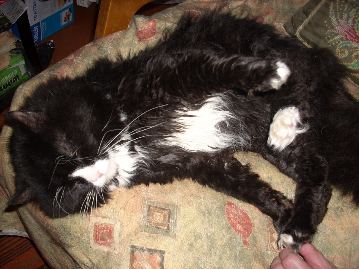 наш сибирячок Тиша