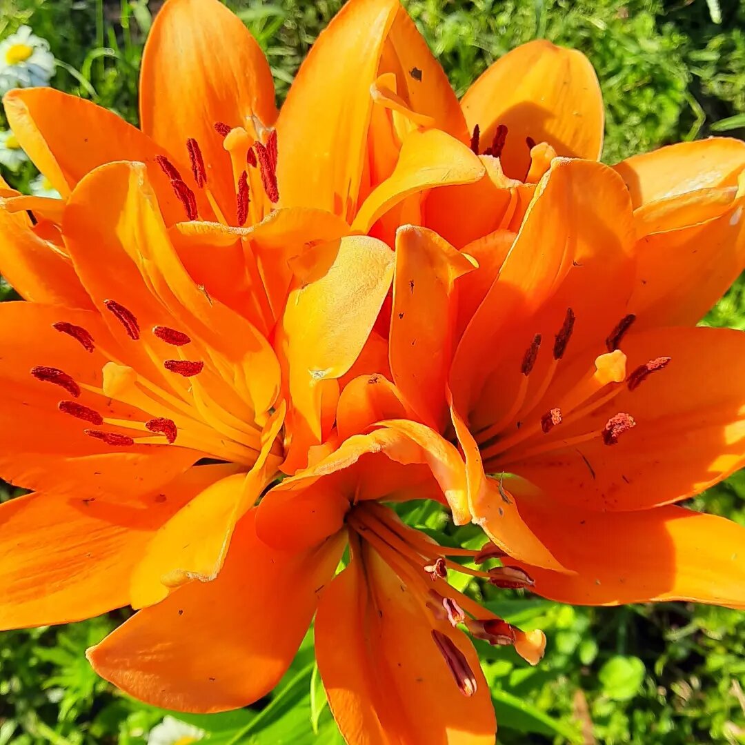 Королевский 🌼 цветок