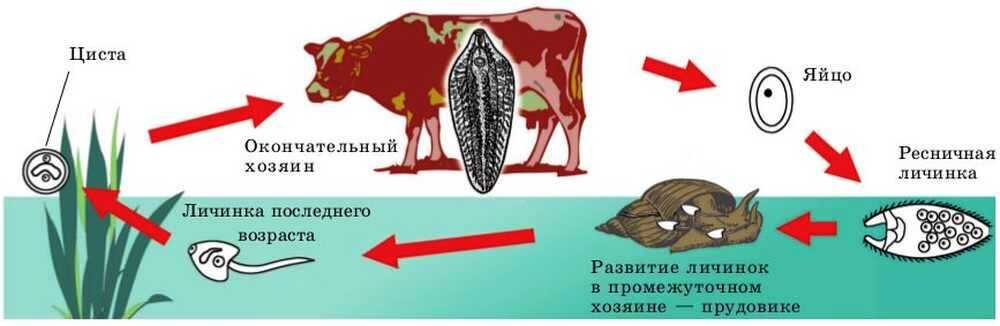 Жизненный цикл fasciola hepatica схема