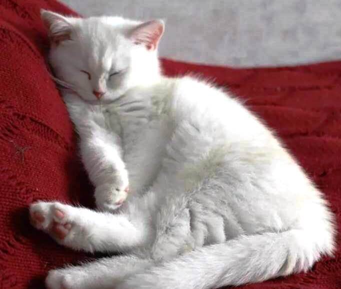 Кот спит  —служба идет.