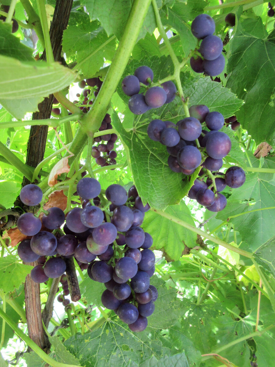 Самый ранний виноград