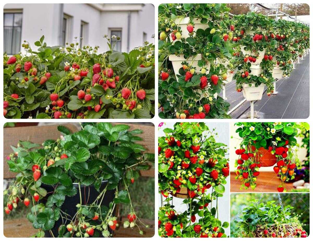 Если очень хочется использовать клубнику для украшения сада, проще сделать что то типа такого...