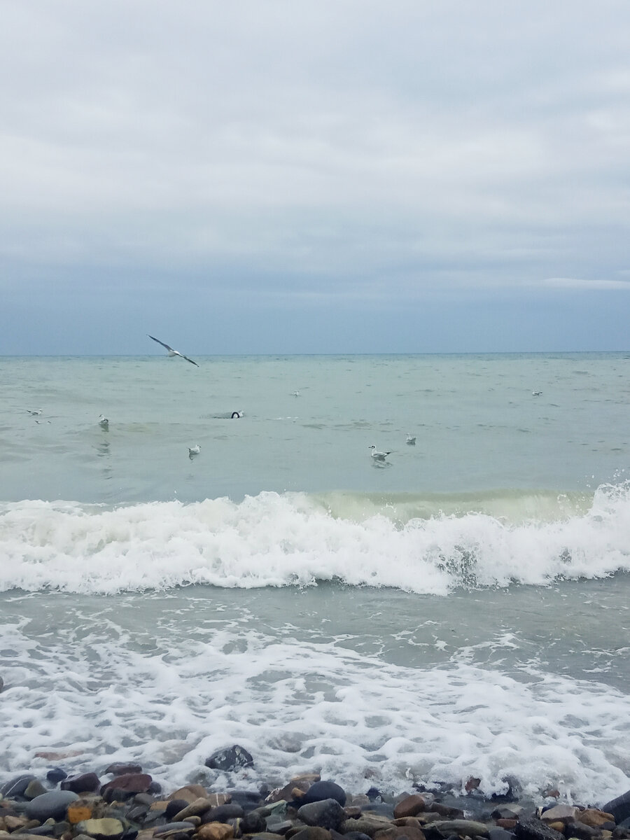 Чайки недалеко от берега.