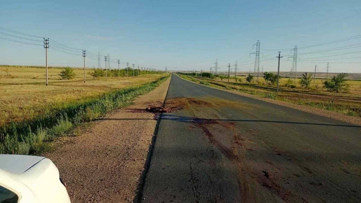 Мужчина погиб в Актобе, пытаясь помочь водителю машины, который сбил лошадь  | Bizmedia.kz | Дзен