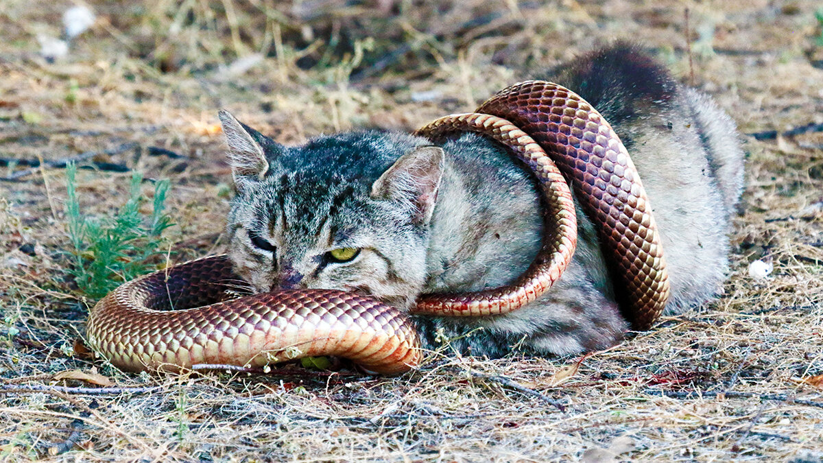 Кошка змея фото