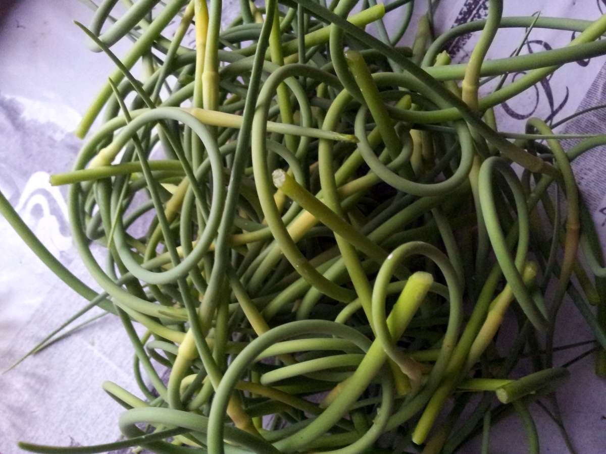 Стрелки чеснока