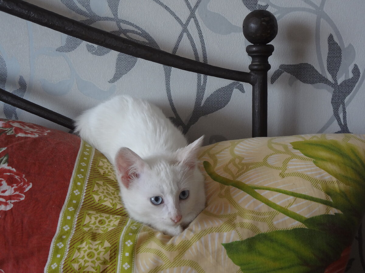 Это Стефан Котейко в глубоком детстве. Тогда он ещё не подозревал о будущем знакомстве с Мараматой.