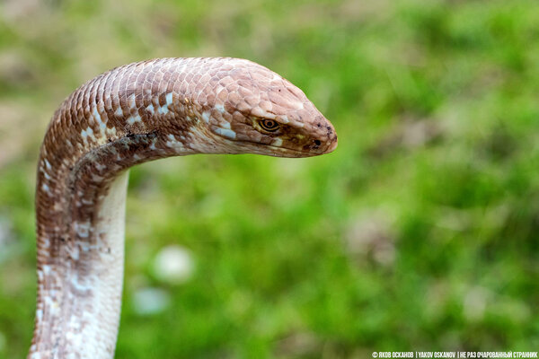 Желтопузик (Pseudopus apodus)