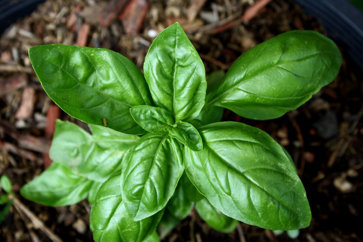 https://urban-gardening-ideas.com