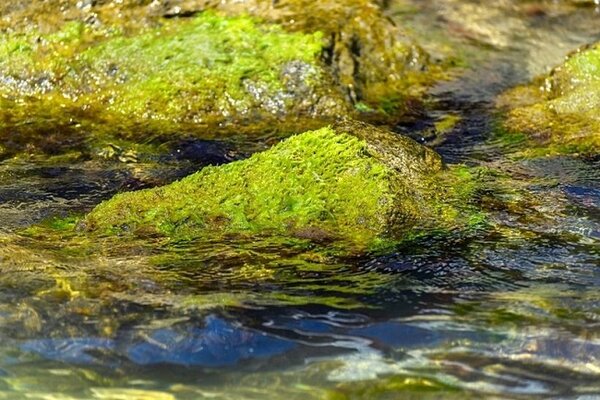 Опасная водоросль спирогира