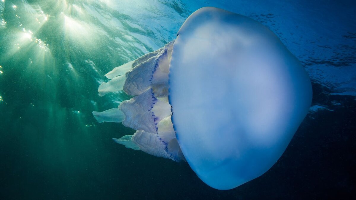 медузы в черном море корнероты