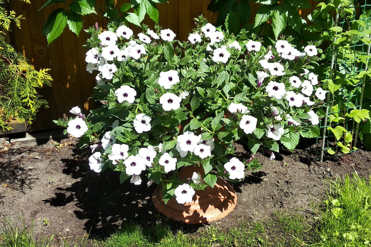 Торнадо сильвер. Петуния тайфун сильвер биотехника. Петуния тореадо силвер. Петуния шок вейв пинк вейн f1 многоцветковая каскадная. Петуния ампельная торнадо сильвер.