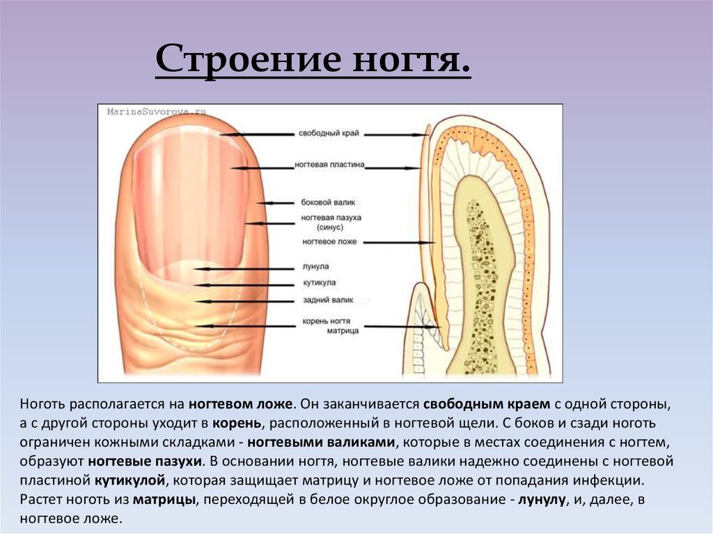 20 причин, по которым у вас на ногтях могут быть продольные полосы или бороздки