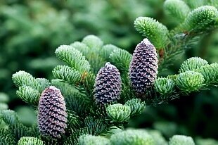 Пихта Fraseri (Фразера)