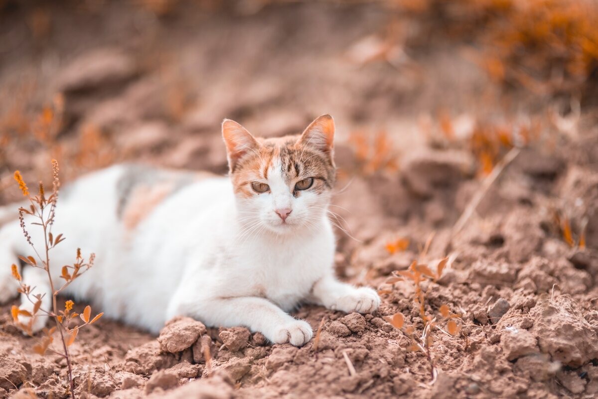 Фото Zakaria Zayane