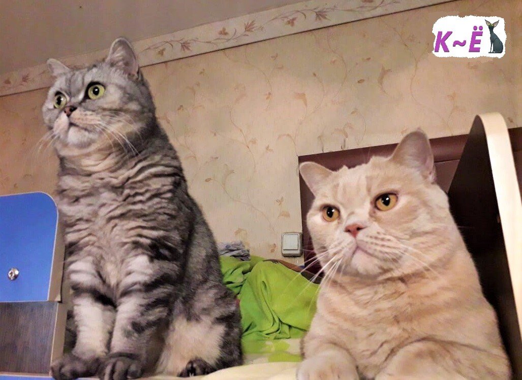 Мои любимые Мася и Мотя