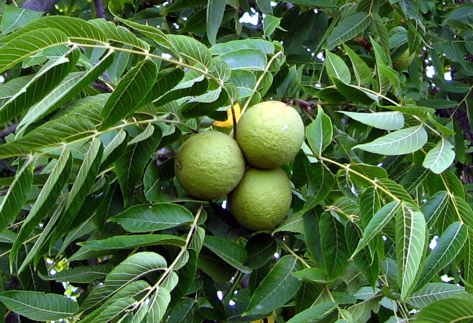 Яндекса картинки