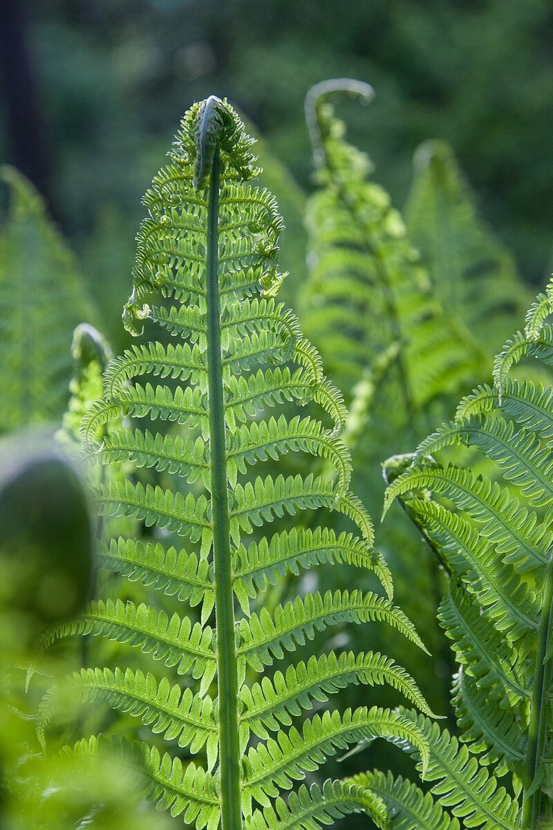 источник https://cdn.pixabay.com/photo/2016/02/11/19/46/ostrich-fern-1194383_1280.jpg