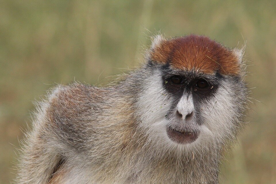 https://cdn.pixabay.com/photo/2019/09/02/11/17/monkey-4447024_960_720.jpg