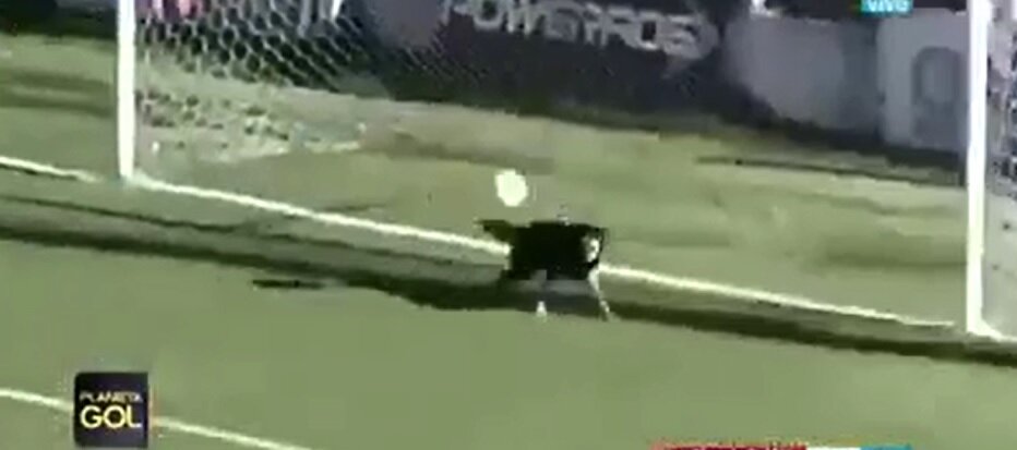 Пес выступил в роли голкипера