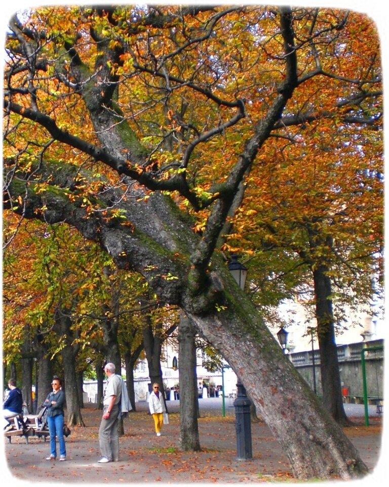 Золотая листва на красивых старых деревьях украсила город.