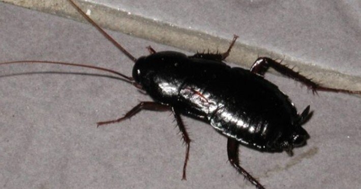 Черный жук похожий на таракана. Жук Прусак черный. Черный Восточный таракан (Blatta orientalis). Черные тараканы и прусаки. Чёрный таракан Таракановые.