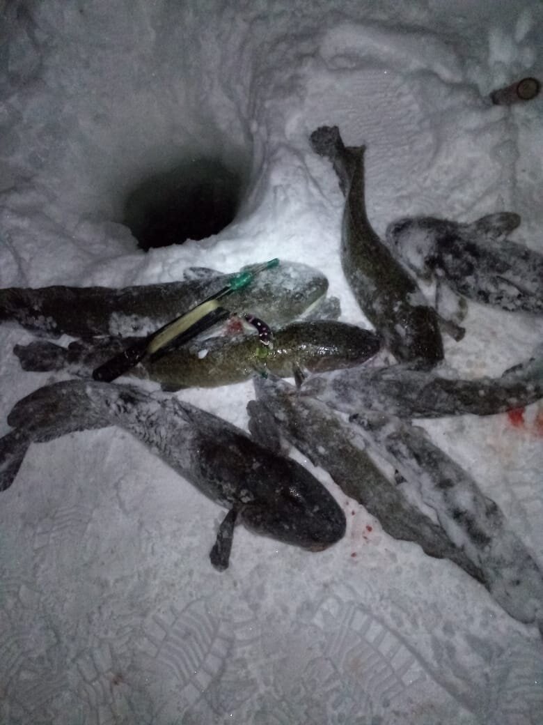 Рыбалка на налима п.Туруханск