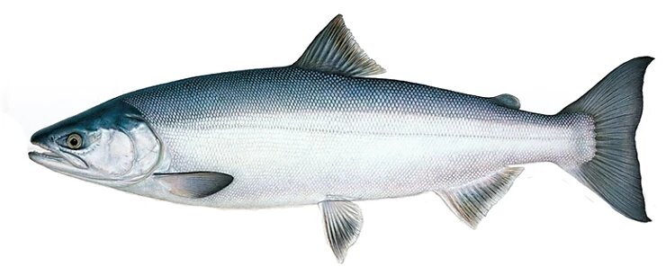 Нерка в море