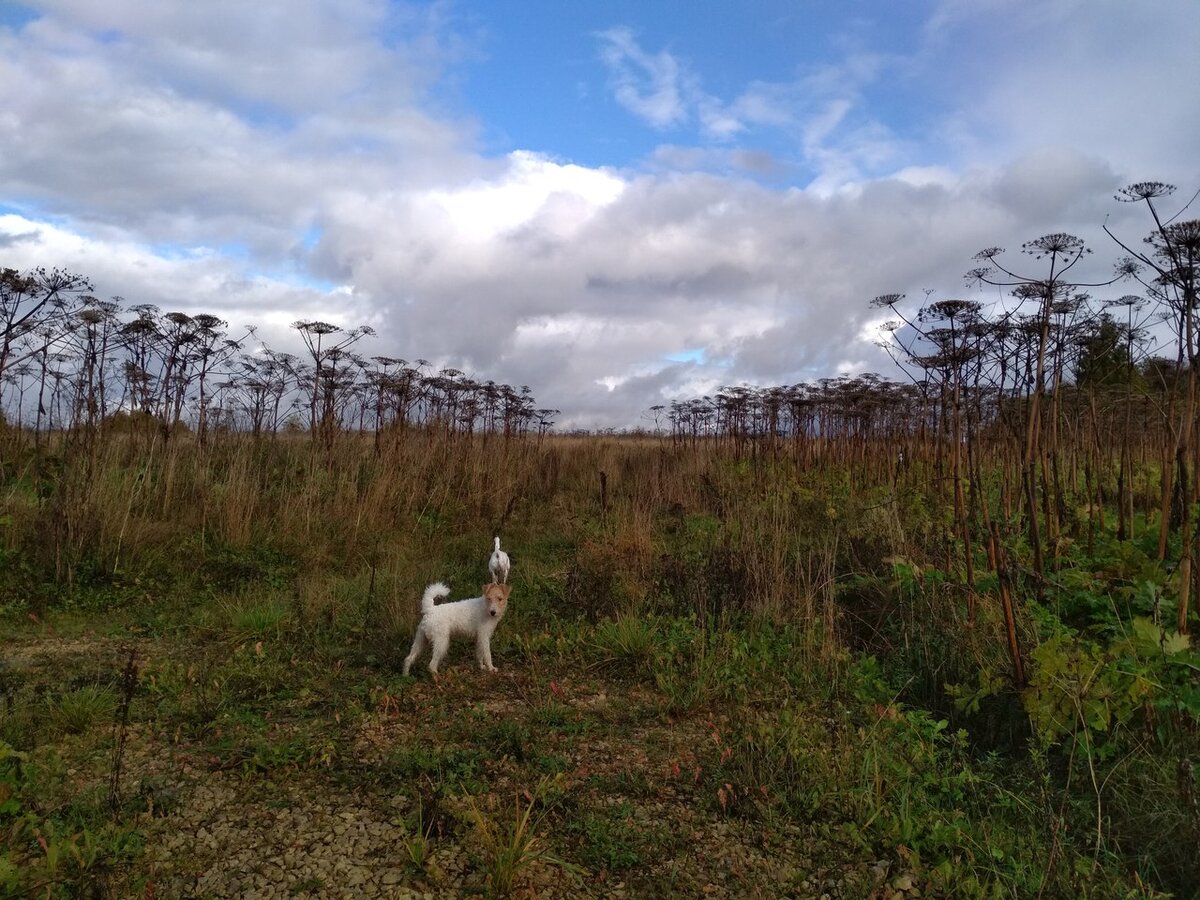 Заросли борщевика