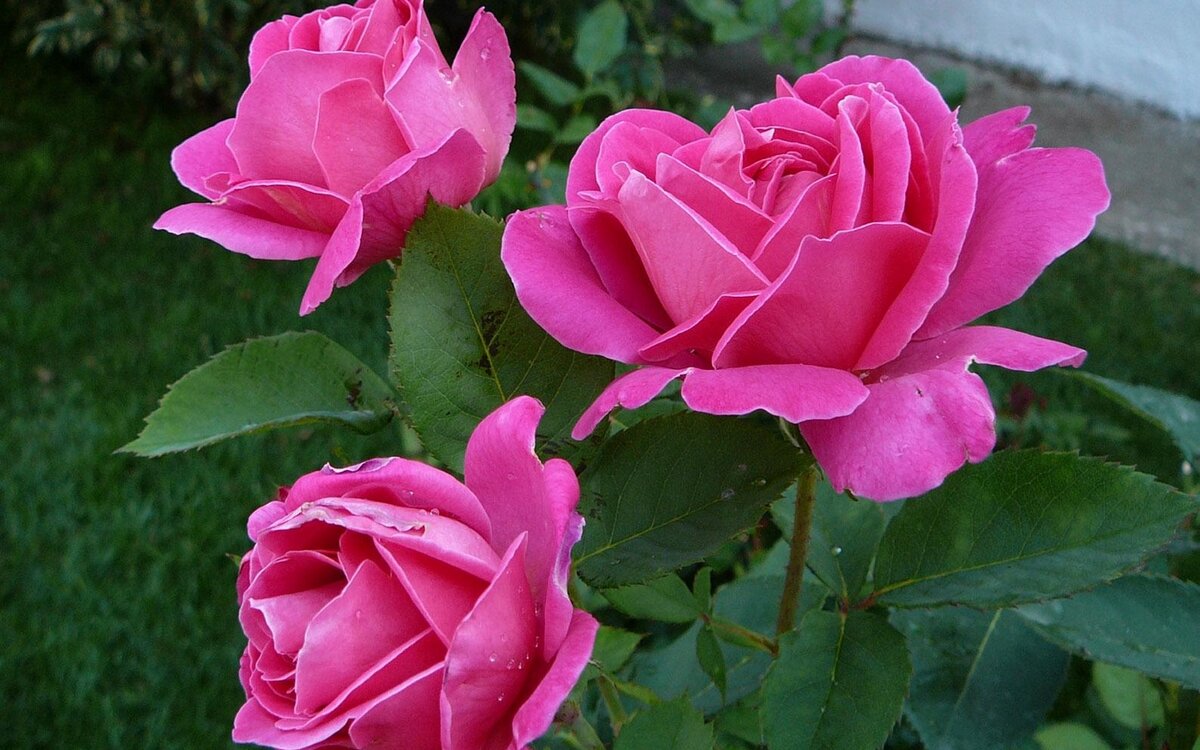 Хотите получить шикарное цветение Роз в саду? Несколько простых Советов по Весеннему уходу помогут вам в этом