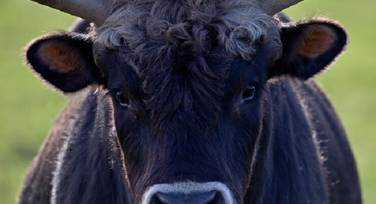 Из интернета.