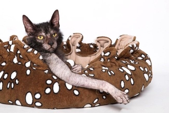 Источник фото: dailymail.co.uk