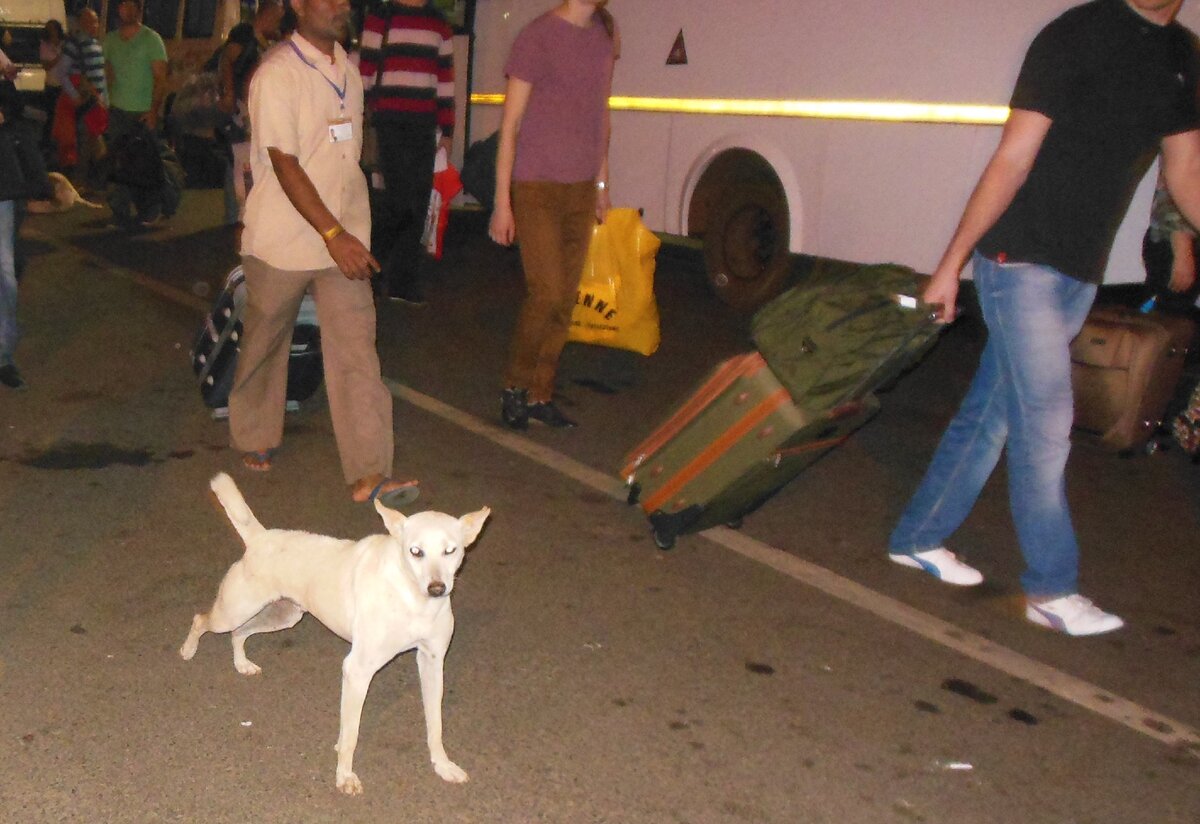 жаль, фото не передает всю атмосферу духоты индийского вечера