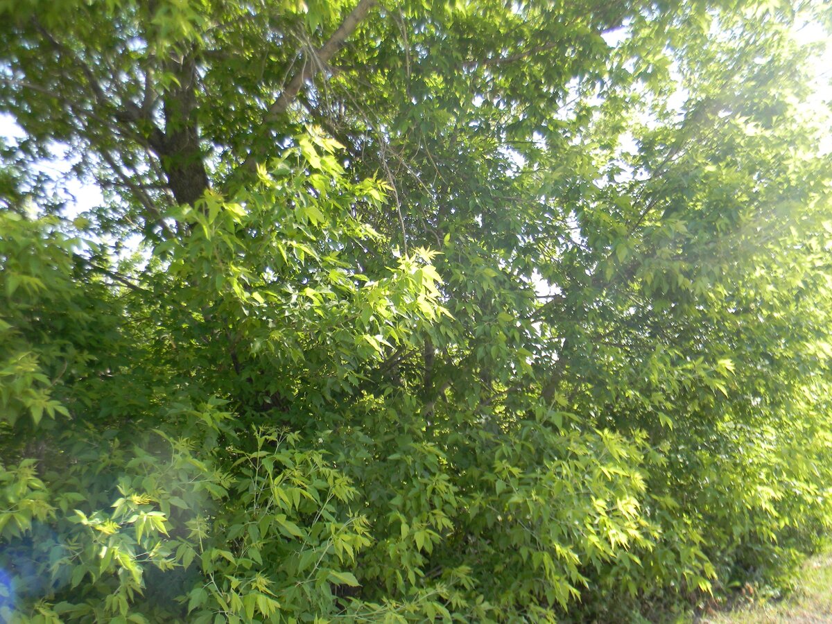 вот он, вражина