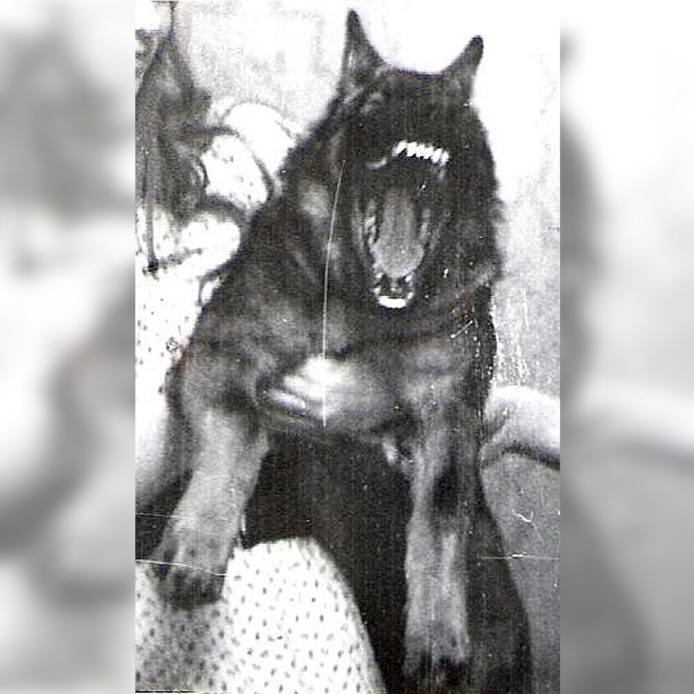 На фото - Прайт собственной персоной. Здесь ему месяцев 5 примерно или чуть меньше. Точнее не скажу | © ДиНа