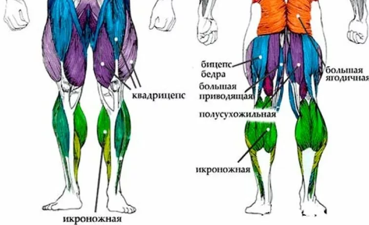 Тренировка ног дома по средствам ОФП с собственным весом.