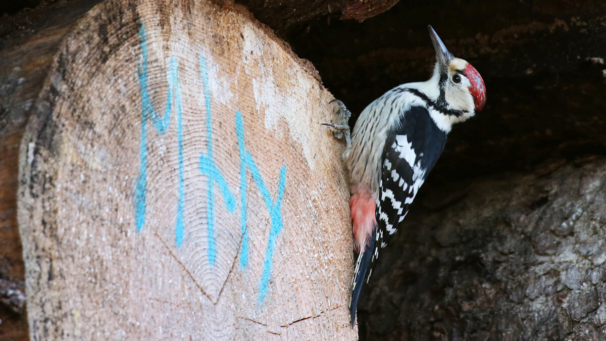 Палка с белой спинкой скомпрометирована. Его самая большая угроза в будущем - это упадок Лахопуу.
