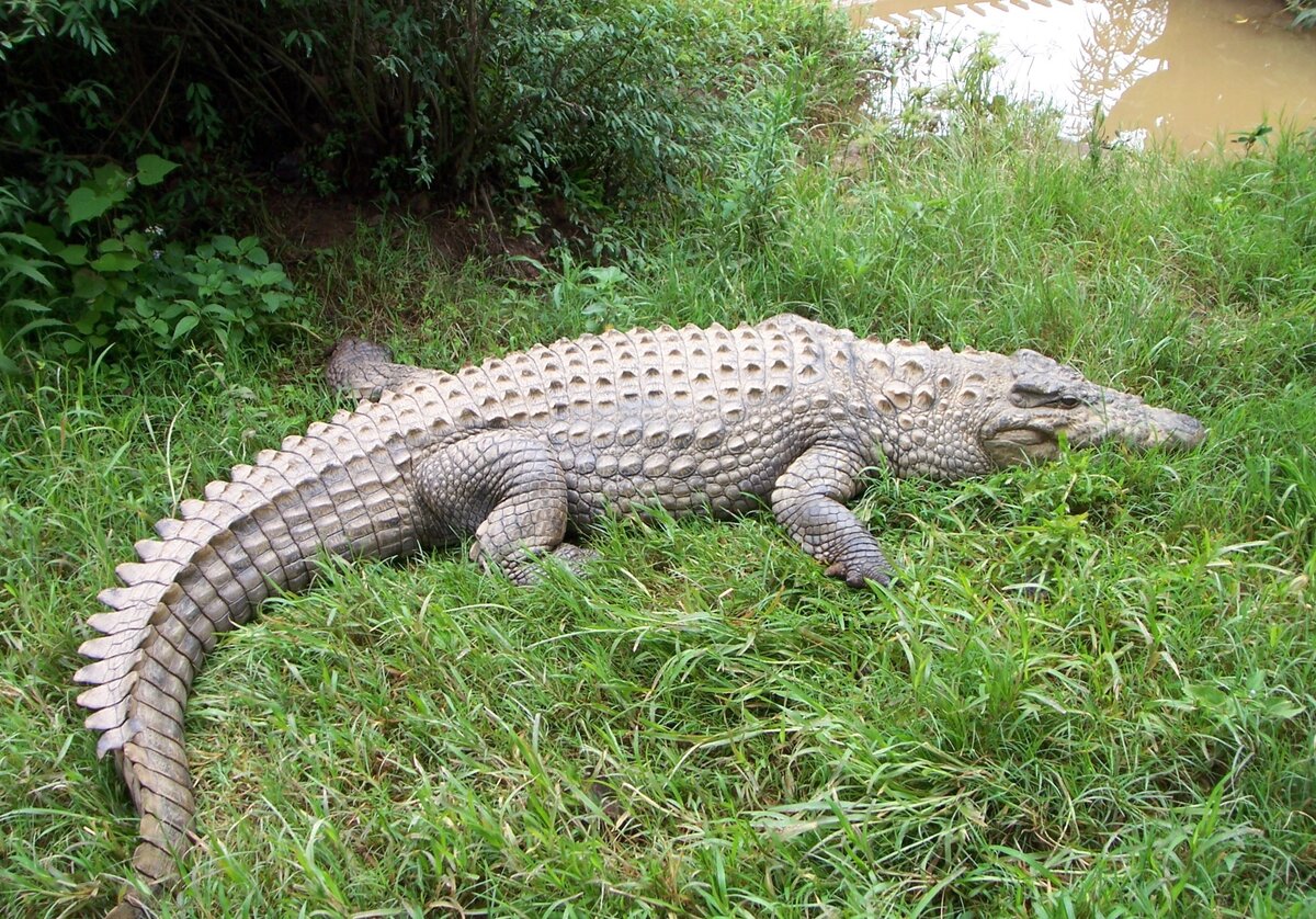 Нильский крокодил Crocodylus niloticus