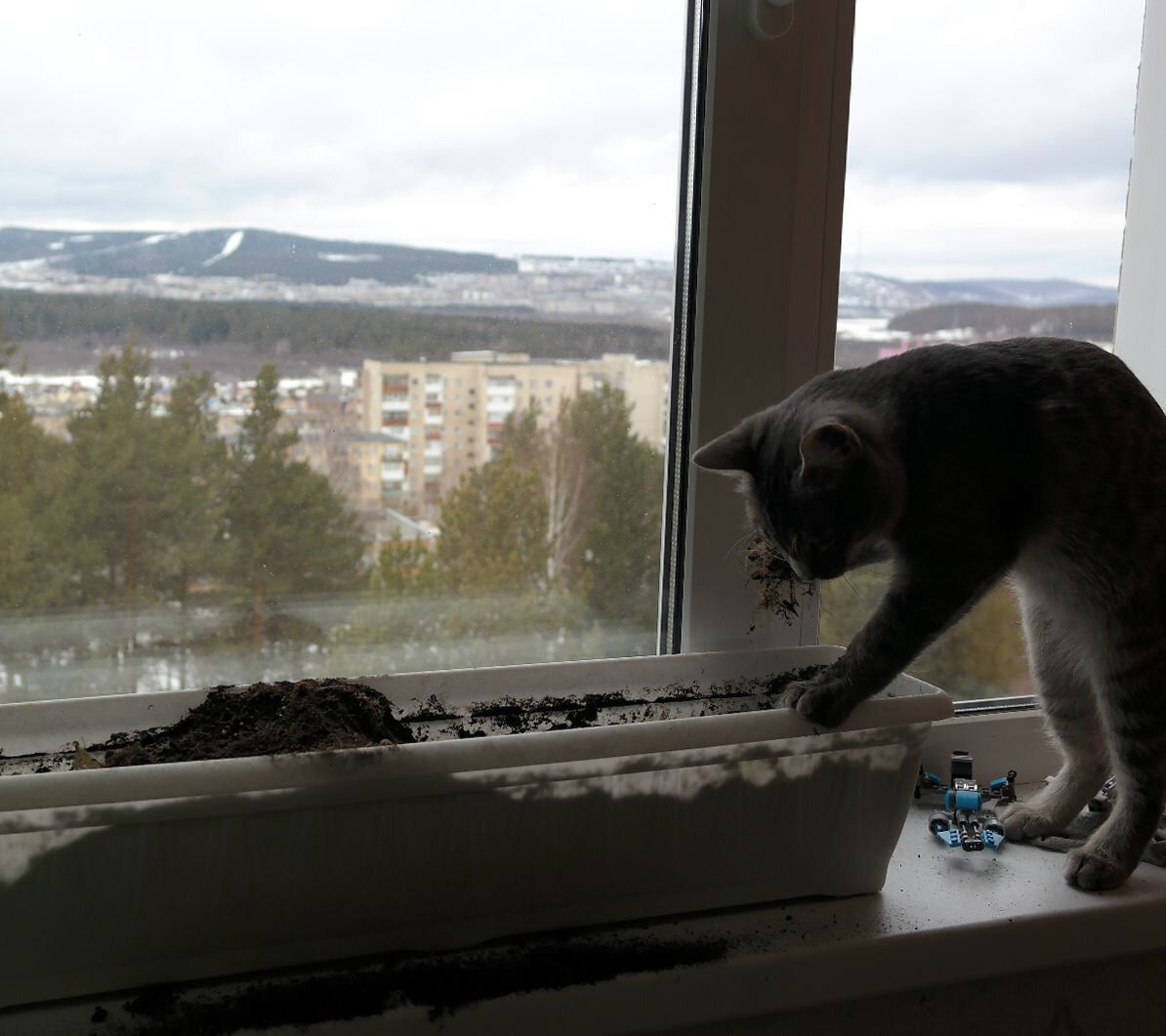 Защита рассады от кошек. Как защитить рассаду от кошек на подоконнике. Защита рассады от кошек. Защита цветов от кошек на подоконнике. Ограждение рассады от кошек.